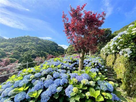 繡花球|【2024陽明山繡球花】滿開！竹子湖繡球花季最新花。